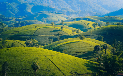 Blockchain Platform to Track $2.5B Worth of Tea Products