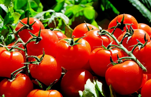Tokenfarm creates Italian blockchain tomato tracing pilot on VeChain
