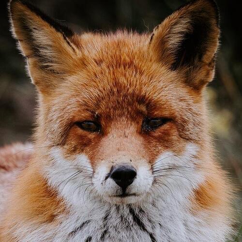 Markethive SA, Annette