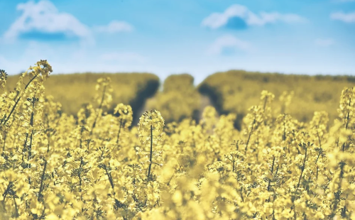 Agriculture giants team up on blockchain platform to track grains in Brazil